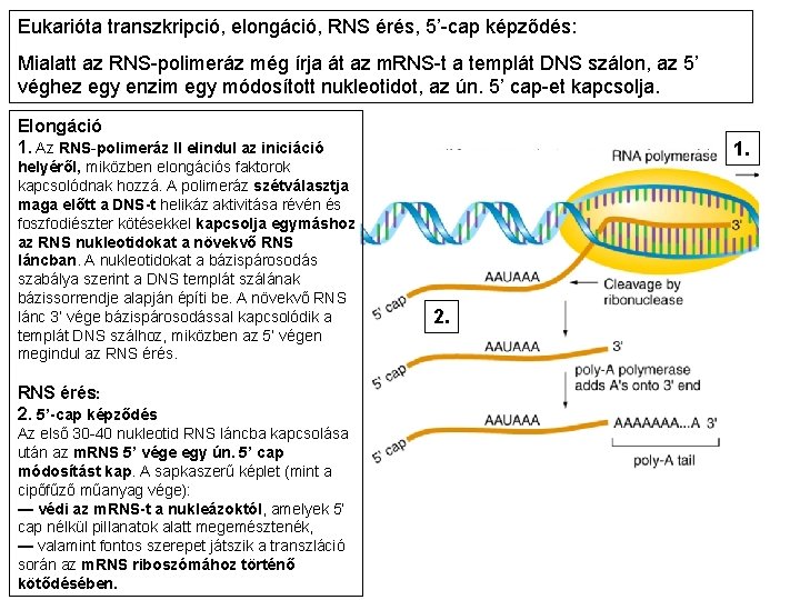 Eukarióta transzkripció, elongáció, RNS érés, 5’-cap képződés: Mialatt az RNS-polimeráz még írja át az