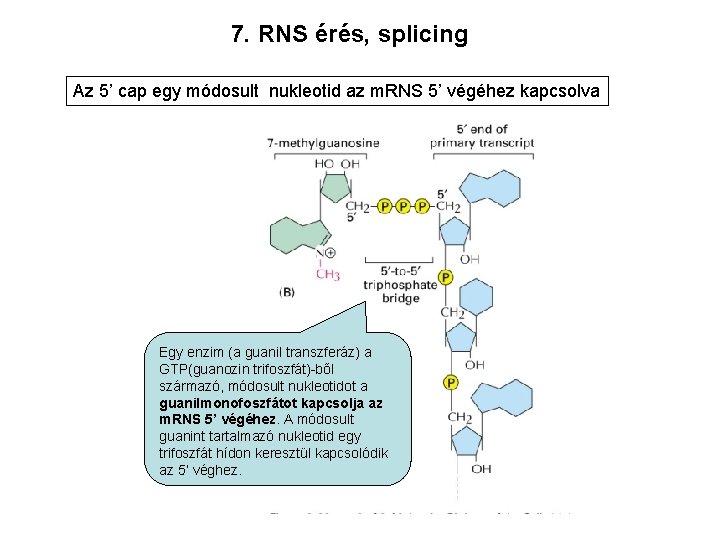 7. RNS érés, splicing Az 5’ cap egy módosult nukleotid az m. RNS 5’