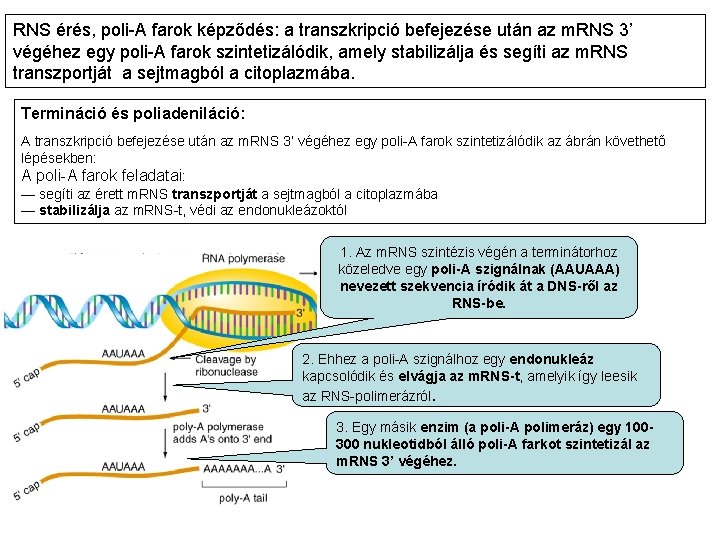 RNS érés, poli-A farok képződés: a transzkripció befejezése után az m. RNS 3’ végéhez