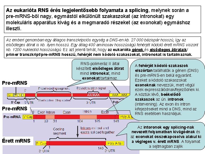 Az eukarióta RNS érés legjelentősebb folyamata a splicing, melynek során a pre-m. RNS-ből nagy,