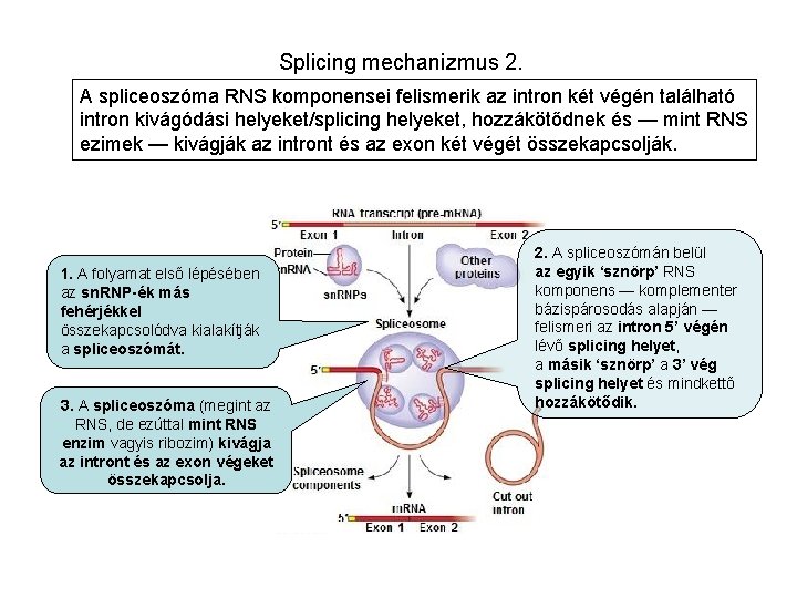 Splicing mechanizmus 2. A spliceoszóma RNS komponensei felismerik az intron két végén található intron