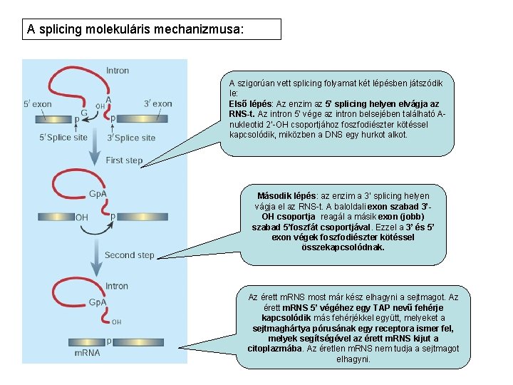 A splicing molekuláris mechanizmusa: A szigorúan vett splicing folyamat két lépésben játszódik le: Első