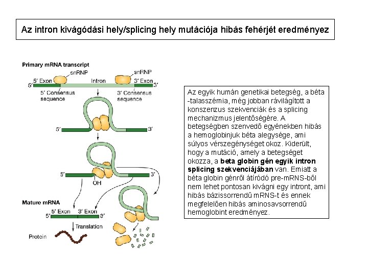 Az intron kivágódási hely/splicing hely mutációja hibás fehérjét eredményez Az egyik humán genetikai betegség,