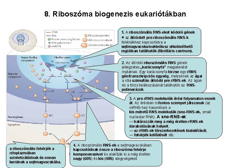 8. Riboszóma biogenezis eukariótákban 1. A riboszómális RNS-eket kódoló gének + az átíródott pre-riboszómális