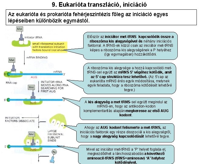 9. Eukarióta transzláció, iniciáció Az eukarióta és prokarióta fehérjeszintézis főleg az iniciáció egyes lépéseiben