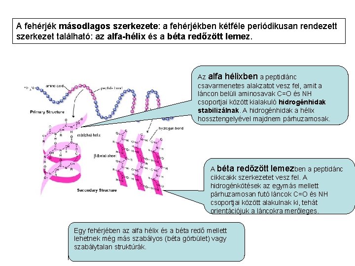 A fehérjék másodlagos szerkezete: a fehérjékben kétféle periódikusan rendezett szerkezet található: az alfa-hélix és