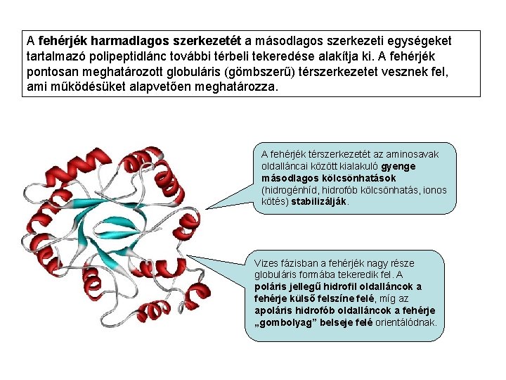 A fehérjék harmadlagos szerkezetét a másodlagos szerkezeti egységeket tartalmazó polipeptidlánc további térbeli tekeredése alakítja