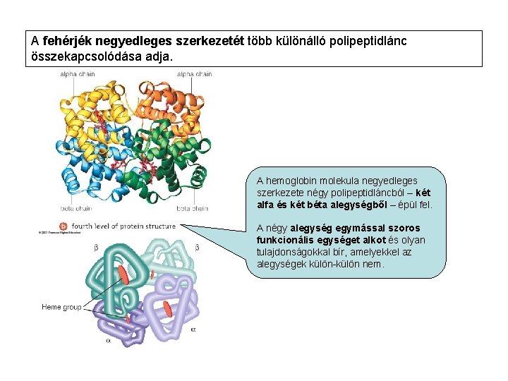A fehérjék negyedleges szerkezetét több különálló polipeptidlánc összekapcsolódása adja. A hemoglobin molekula negyedleges szerkezete