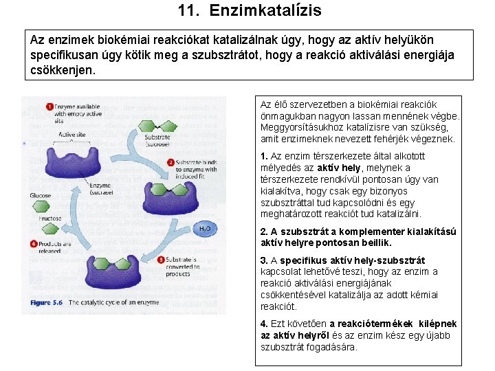 11. Enzimkatalízis Az enzimek biokémiai reakciókat katalizálnak úgy, hogy az aktív helyükön specifikusan úgy