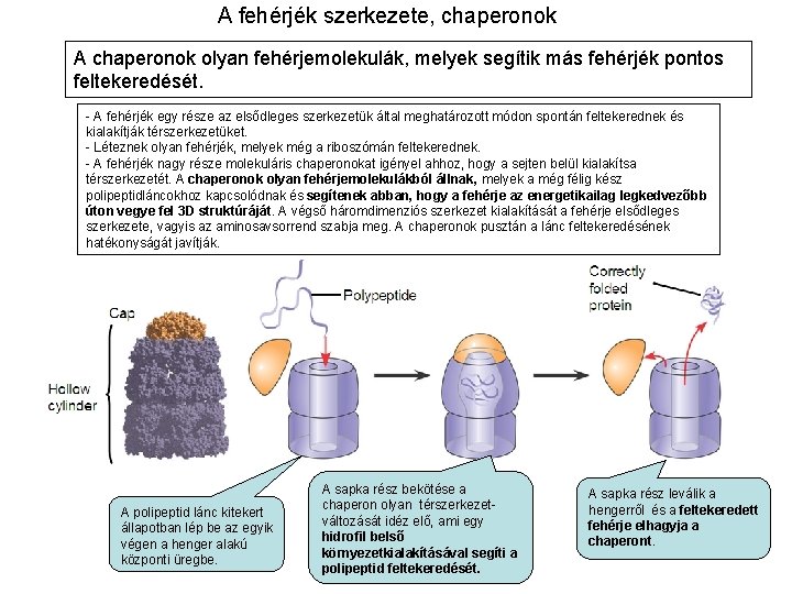 A fehérjék szerkezete, chaperonok A chaperonok olyan fehérjemolekulák, melyek segítik más fehérjék pontos feltekeredését.