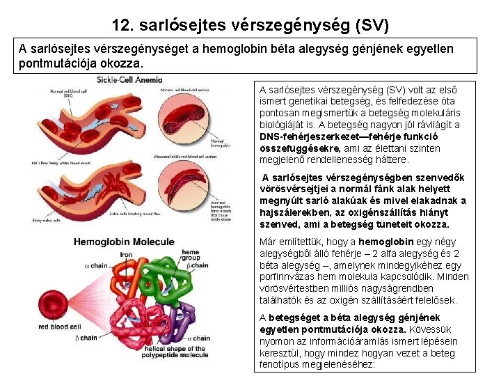 12. sarlósejtes vérszegénység (SV) A sarlósejtes vérszegénységet a hemoglobin béta alegység génjének egyetlen pontmutációja