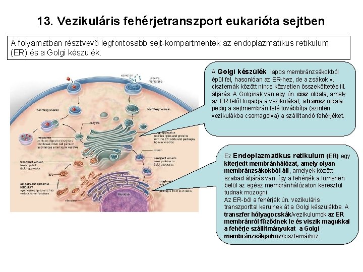 13. Vezikuláris fehérjetranszport eukarióta sejtben A folyamatban résztvevő legfontosabb sejt-kompartmentek az endoplazmatikus retikulum (ER)