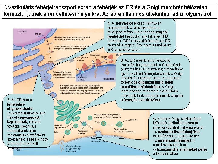 A vezikuláris fehérjetranszport során a fehérjék az ER és a Golgi membránhálózatán keresztül jutnak