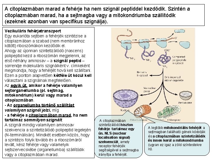 A citoplazmában marad a fehérje ha nem szignál peptiddel kezdődik. Szintén a citoplazmában marad,