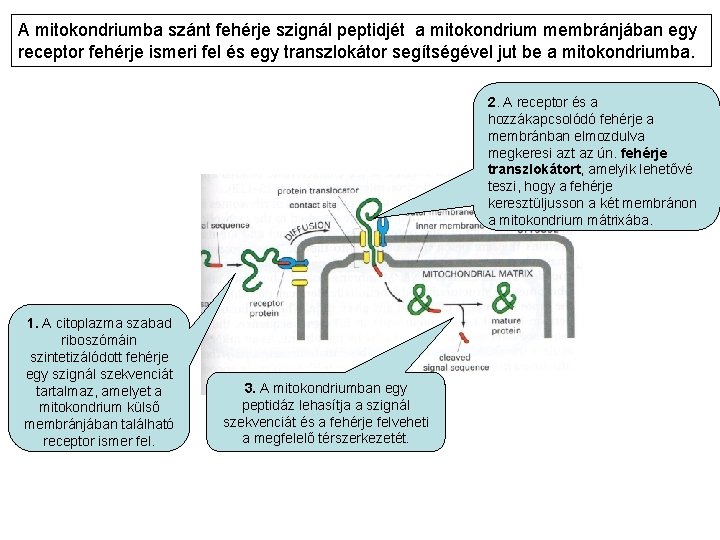 A mitokondriumba szánt fehérje szignál peptidjét a mitokondrium membránjában egy receptor fehérje ismeri fel
