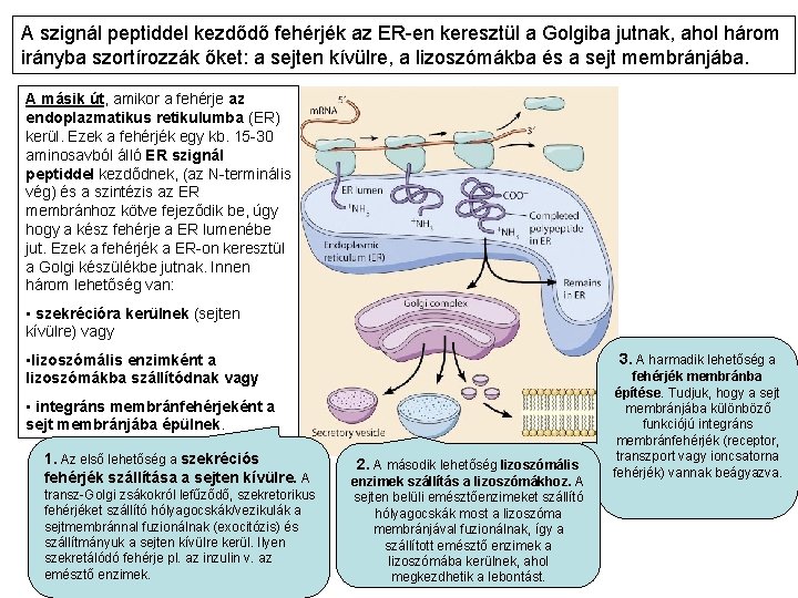 A szignál peptiddel kezdődő fehérjék az ER-en keresztül a Golgiba jutnak, ahol három irányba