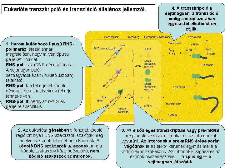 Eukarióta transzkripció és transzláció általános jellemzői. 4. A transzkripció a sejtmagban, a transzláció pedig