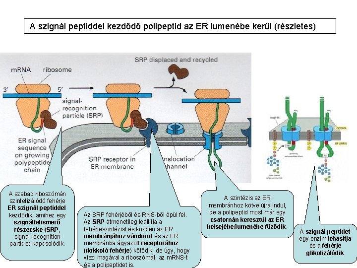A szignál peptiddel kezdődő polipeptid az ER lumenébe kerül (részletes) A szabad riboszómán szintetizálódó