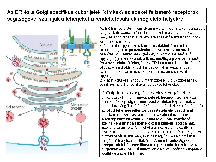 Az ER és a Golgi specifikus cukor jelek (címkék) és ezeket felismerő receptorok segítségével