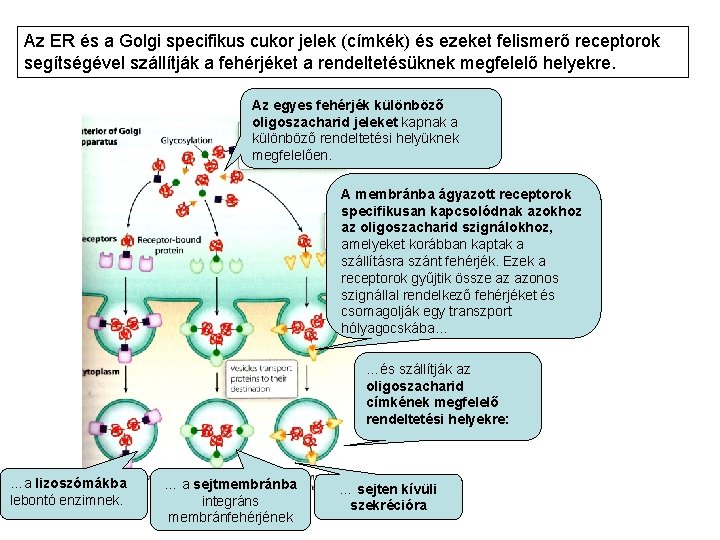 Az ER és a Golgi specifikus cukor jelek (címkék) és ezeket felismerő receptorok segítségével