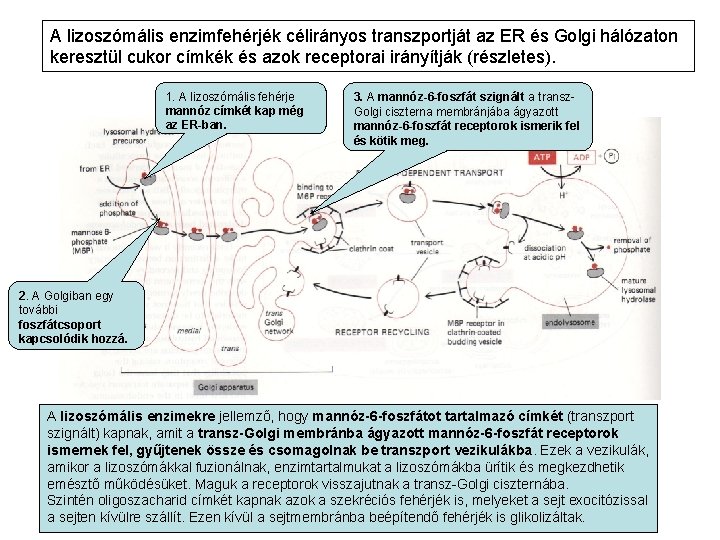 A lizoszómális enzimfehérjék célirányos transzportját az ER és Golgi hálózaton keresztül cukor címkék és