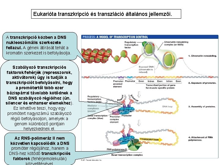 Eukarióta transzkripció és transzláció általános jellemzői. A transzkripció közben a DNS nukleoszómális szerkezete fellazul.