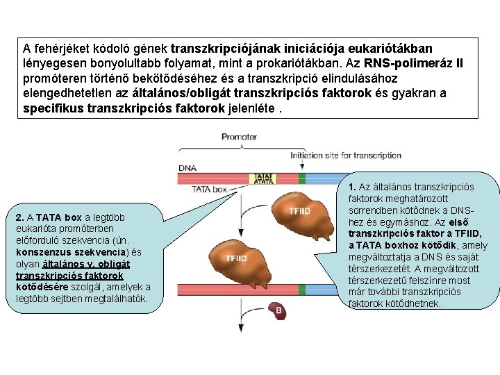 A fehérjéket kódoló gének transzkripciójának iniciációja eukariótákban lényegesen bonyolultabb folyamat, mint a prokariótákban. Az