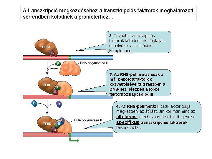 A transzkripció megkezdéséhez a transzkripciós faktrorok meghatározott sorrendben kötődnek a promóterhez… 2. További transzkripciós