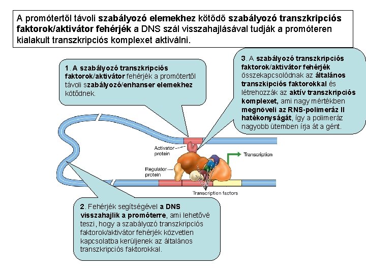 A promótertől távoli szabályozó elemekhez kötődő szabályozó transzkripciós faktorok/aktivátor fehérjék a DNS szál visszahajlásával