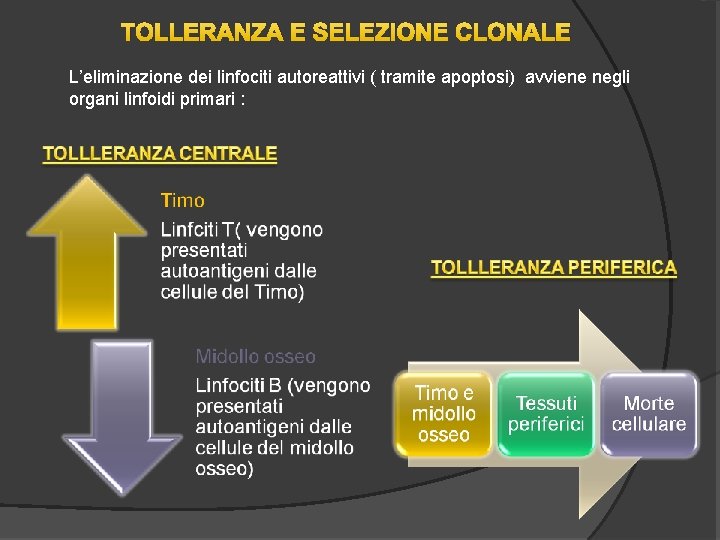 TOLLERANZA E SELEZIONE CLONALE L’eliminazione dei linfociti autoreattivi ( tramite apoptosi) avviene negli organi