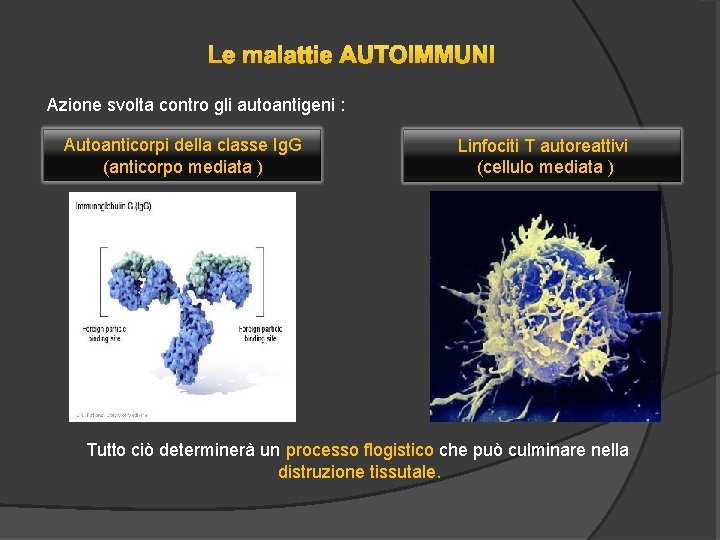 Le malattie AUTOIMMUNI Azione svolta contro gli autoantigeni : Autoanticorpi della classe Ig. G