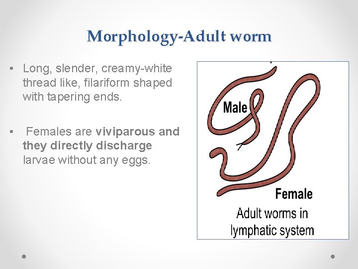 Morphology-Adult worm • Long, slender, creamy-white thread like, filariform shaped with tapering ends. •