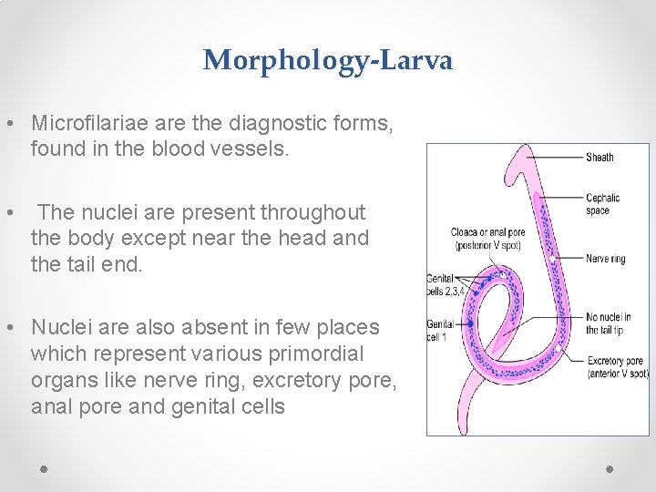 Morphology-Larva • Microfilariae are the diagnostic forms, found in the blood vessels. • The