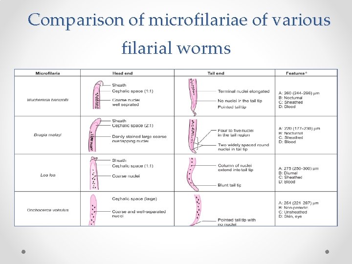 Comparison of microfilariae of various filarial worms 