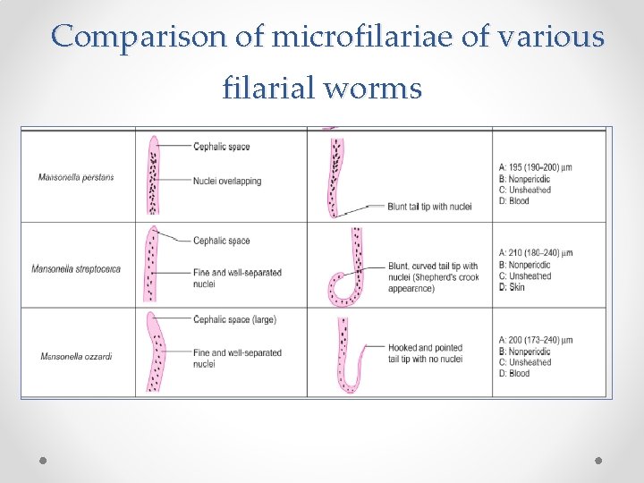 Comparison of microfilariae of various filarial worms 