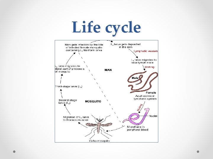 Life cycle 