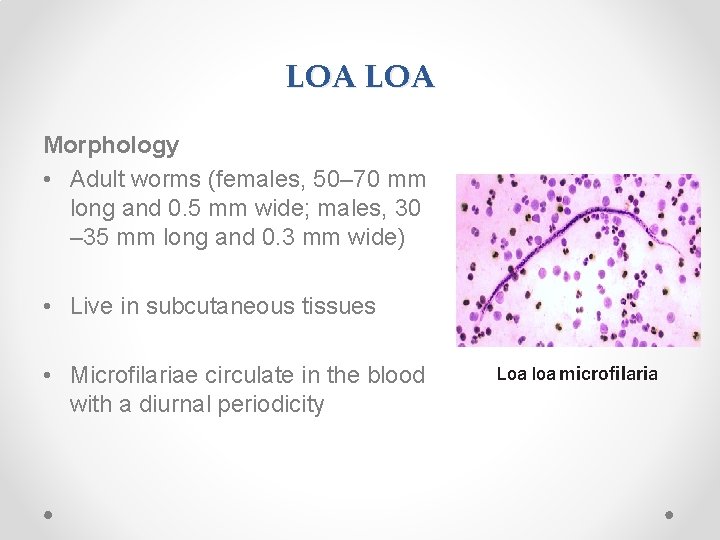 LOA Morphology • Adult worms (females, 50– 70 mm long and 0. 5 mm