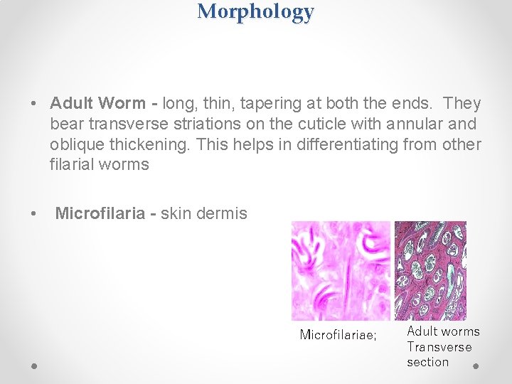 Morphology • Adult Worm - long, thin, tapering at both the ends. They bear