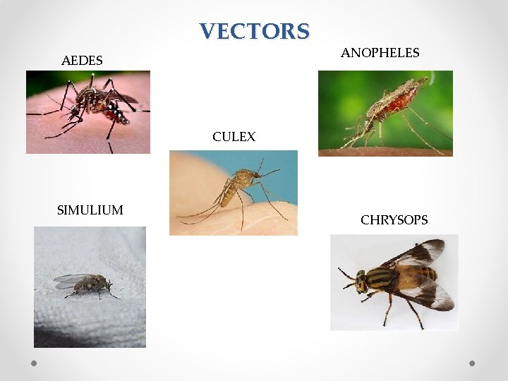 VECTORS AEDES ANOPHELES CULEX SIMULIUM CHRYSOPS 