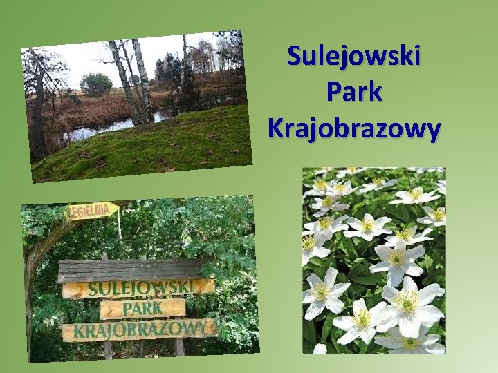 Sulejowski Park Krajobrazowy 