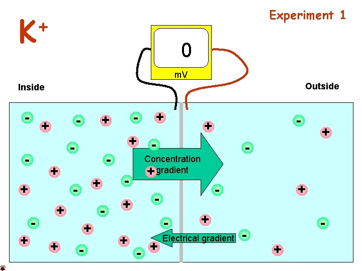 Experiment 1 + K 0 m. V Outside Inside - + + + -