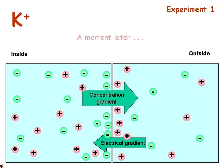 Experiment 1 + K A moment later. . . Outside Inside - - +
