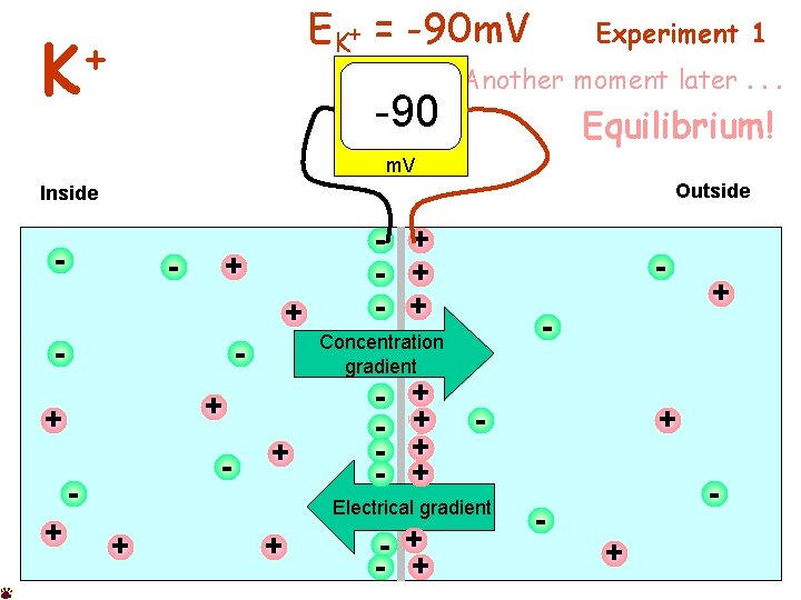 EK+ = -90 m. V + K -90 Experiment 1 Another moment later. .