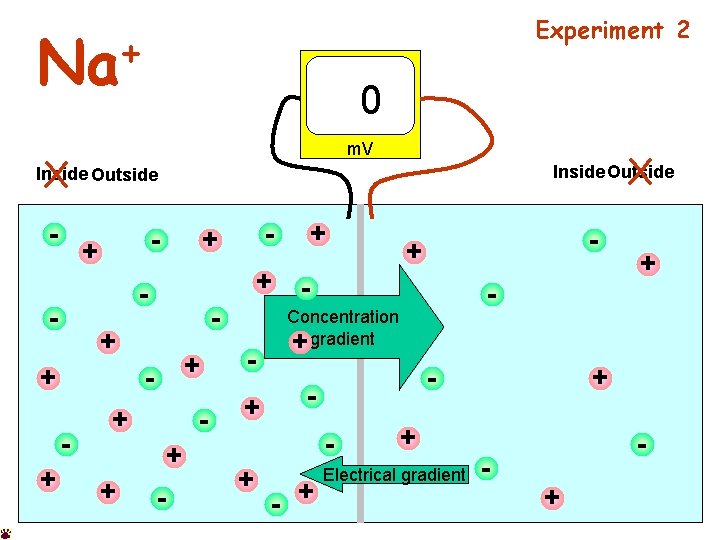 Experiment 2 + Na 0 m. V X X Inside Outside - + +