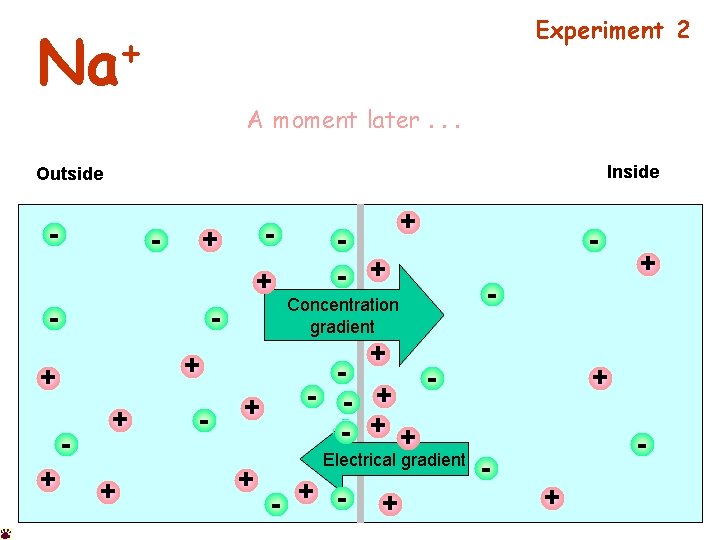 Experiment 2 + Na A moment later. . . Inside Outside - - +