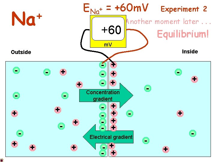 ENa+ = +60 m. V + Na +60 Experiment 2 Another moment later. .