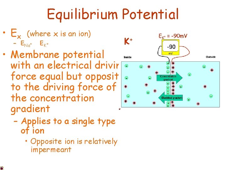 Equilibrium Potential • Ex (where x is an ion) – ENa+ EK + •