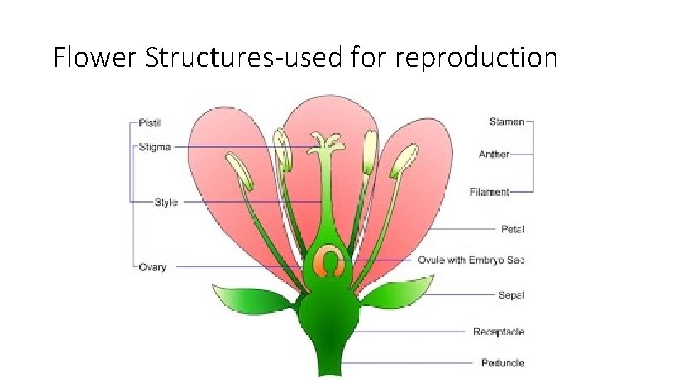 Flower Structures-used for reproduction 