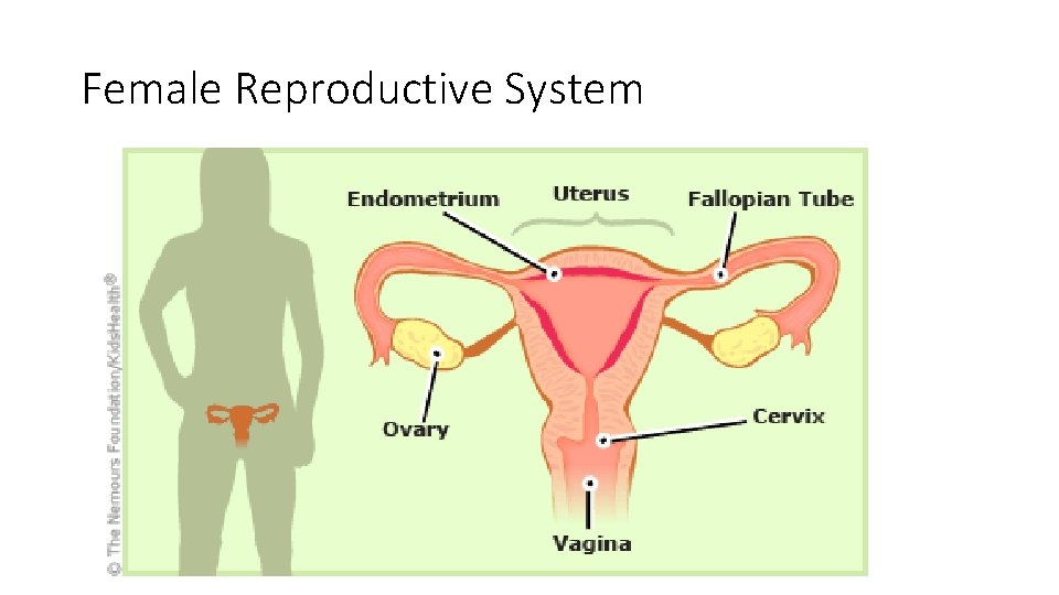 Female Reproductive System 