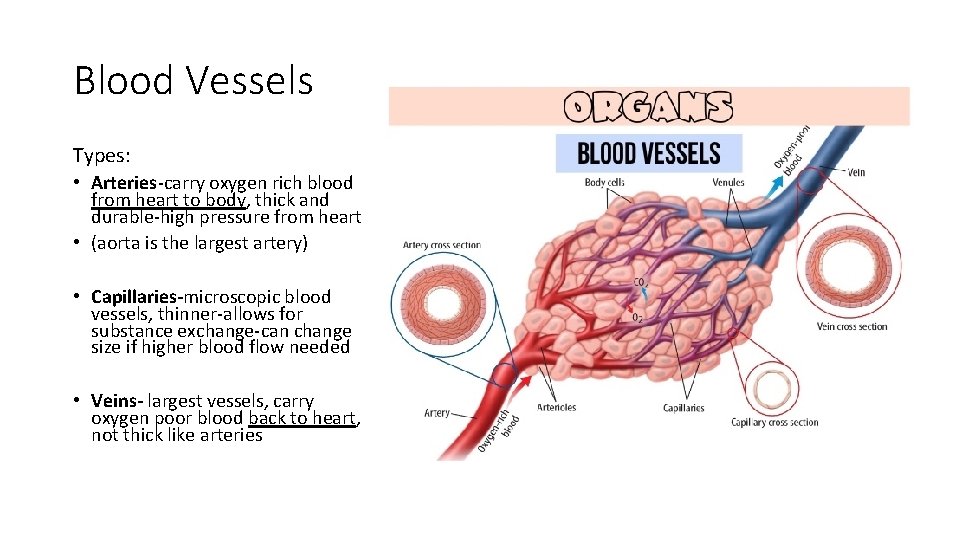 Blood Vessels Types: • Arteries carry oxygen rich blood from heart to body, thick